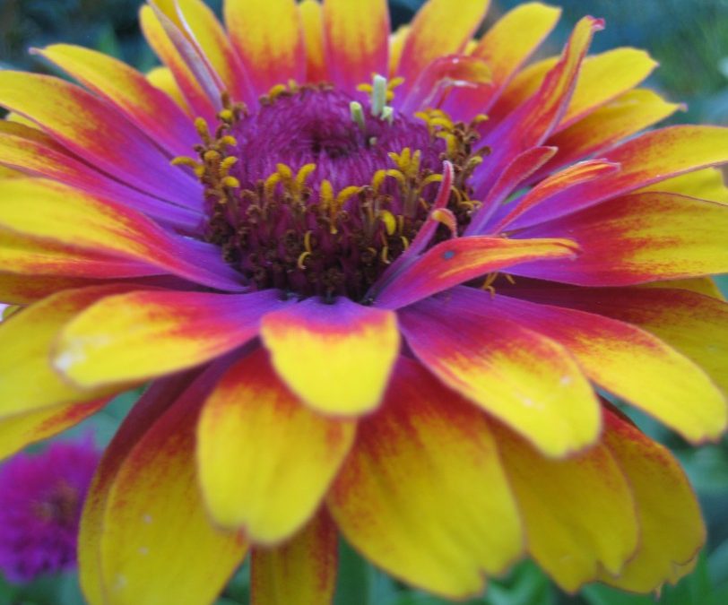 Planting the seeds of your recovery